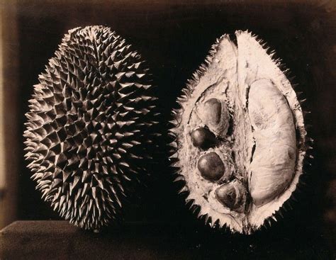 A durian (Durio zibe… | Wellcome Collection | Wellcome collection, Durian, Botany