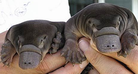 Platypi As A Species