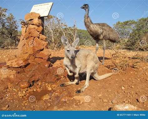 Kangaroo And Emus, Australia Royalty-Free Stock Image | CartoonDealer ...