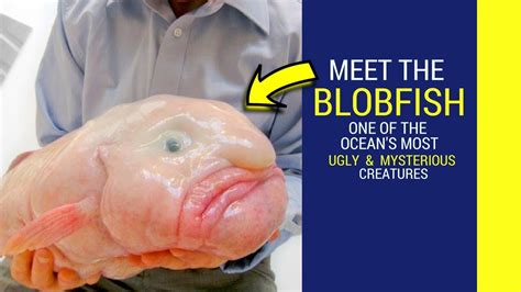 Blobfish facts for kids Blobfish looks like a human - YouTube