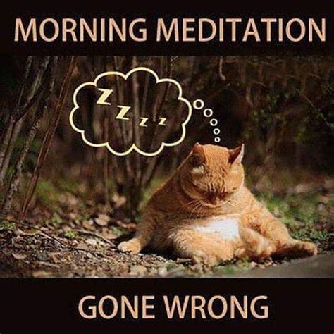 Funny cat and Adorable Cat in 2020 | Morning meditation, Yoga funny ...