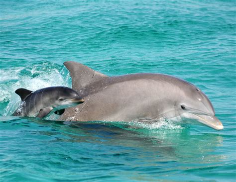 - Bottlenose dolphins help a UCF-led research team - College of Sciences News - College of ...