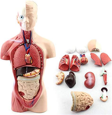 Human Body Organs Model Anatomy Human Unisex Torso Assembly Visceral Anatomisk Model,Kids ...