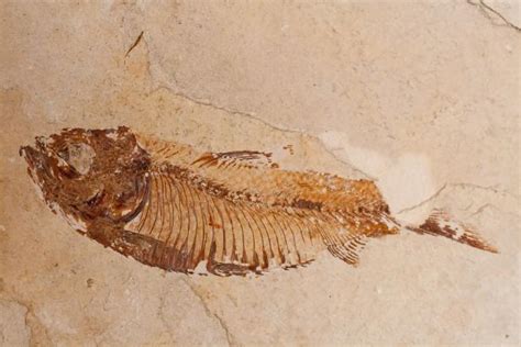 The Oldest Complete Fish Fossil was Discovered Thanks to Kung Fu | Nature and Wildlife | Discovery