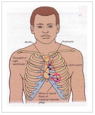 Apical Pulse Location Stethoscope