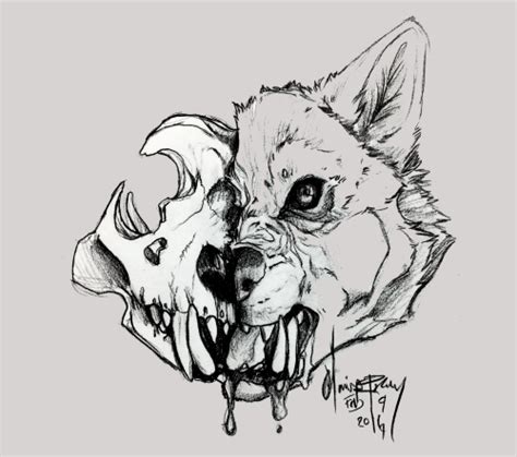 Wolf Skull Drawing at PaintingValley.com | Explore collection of Wolf Skull Drawing