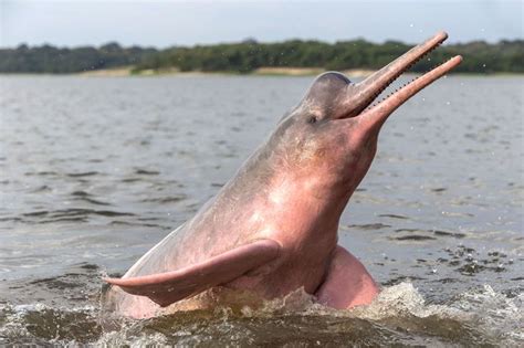 Pink dolphin dazzles in Brazil | Pink river dolphin, River dolphin ...