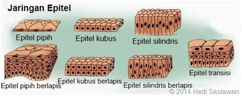 9 Macam Jaringan Epitel | Hedi Sasrawan