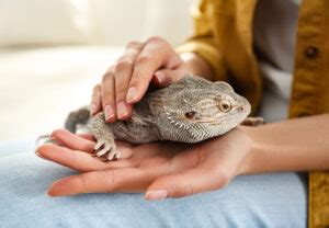 Do Bearded Dragons Yawn? Facts & FAQ | Hepper