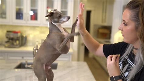 17 Jenna Marbles Kermit The Dog Moments