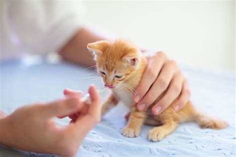 Cat Vaccine Side Effects: What to Know - The Fluffy Kitty