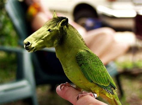 Funny Horse-Parrot, amazing, nice, cool, green, laugh, parrot, funny, horse, HD wallpaper | Peakpx