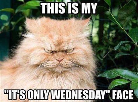 This is my "It's only Wednesday" face -- Grumpy cat :: Wednesday ...