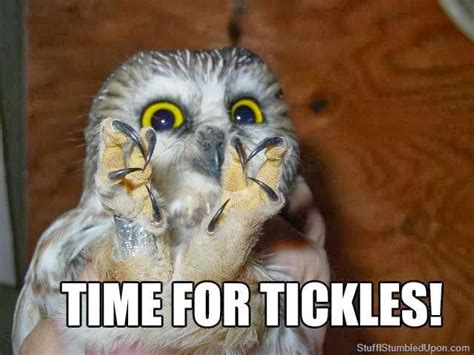 16 Funny Owl Memes - For Fum And Interesting Articles | Feafum