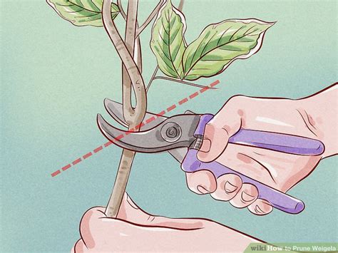 How to Prune Weigela: 11 Steps (with Pictures) - wikiHow