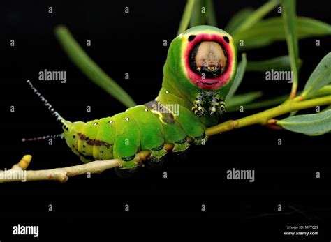 Puss moth caterpillar hi-res stock photography and images - Alamy