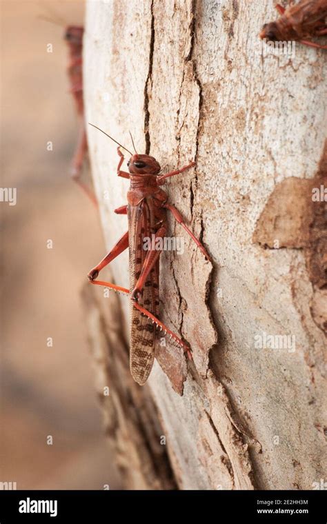 Locust Desert locust Stock Photo - Alamy