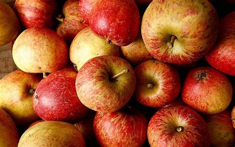 Come to Brighton's 40th AppleFest | QNetNews.ca