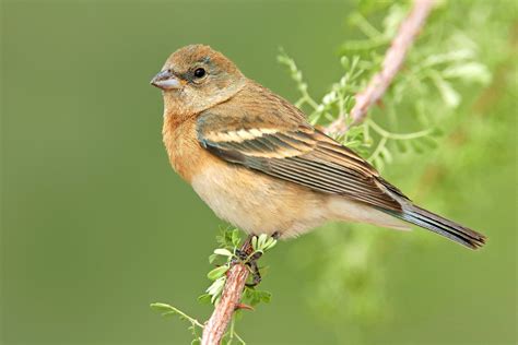 Lazuli Buntings: Vibrant Jewels of the West - Birds and Blooms