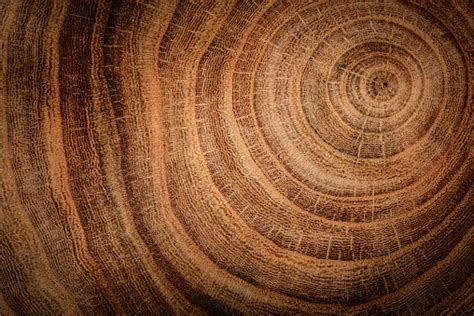 Bark Texture Pictures | Download Free Images on Unsplash