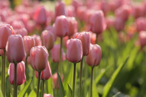 Top Performing Tulips? Plant These Timeless Favorites – Longfield Gardens