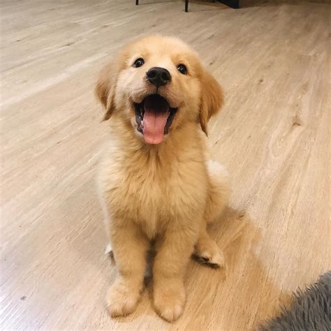 golden retriever puppy smile | Милые животные, Животные