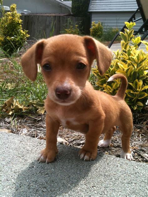 Chiweenie Chihuahua Dachshund Mix Puppy - Pets Lovers