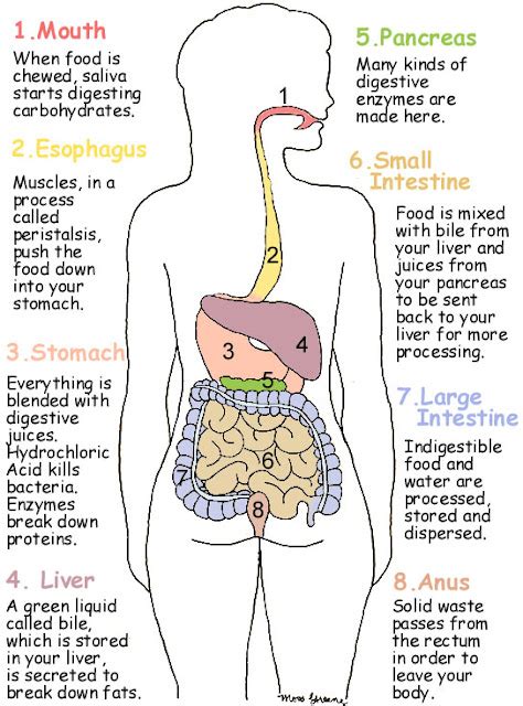 Human Digestive System Diagram And Food Digestion | Safe Health Tips