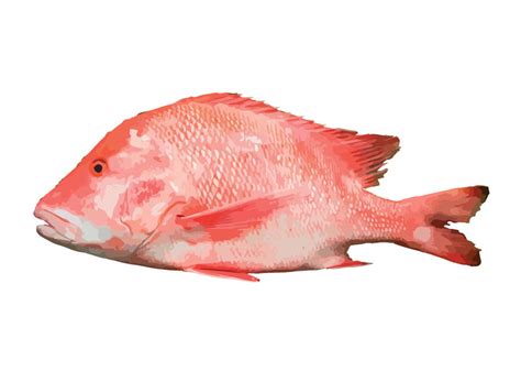 Emperor Red Snapper – Seychelles Aquaculture