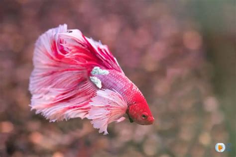 Betta Fish Fungus : Deadly Or Not?