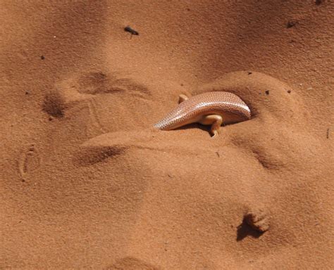 A Moroccan sandfish lizard disappears into the sand | Sapos y ranas, Sapos