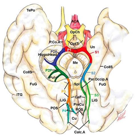 Illustration Showing the Anatomic (Right) and Surgical (Left) Classification of the Posterior ...