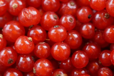 Hintergrundbilder : Lebensmittel, rot, Frucht, Rote Johannisbeere ...