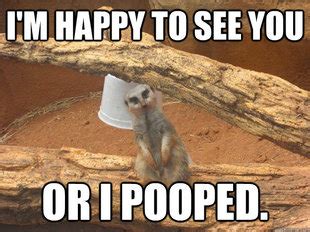 Meerkat memes | quickmeme