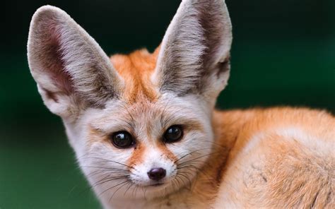 Nocturnal Animals, Woodland Animals, Unique Animals, Fox Facts, Bat Eared Fox, What Do You Hear ...