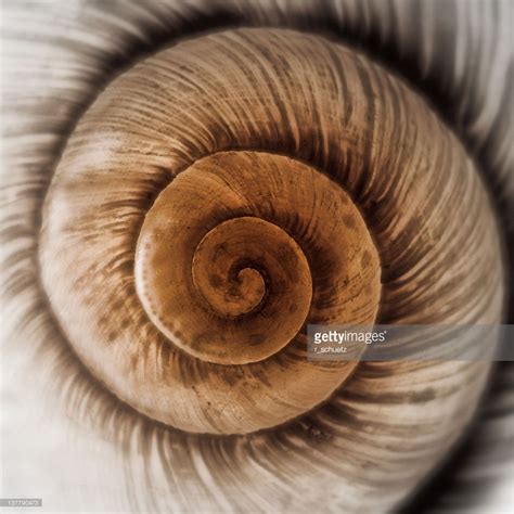 Part of snail shell. Patterns In Nature, Textures Patterns, Geometric Patterns, Spirals In ...