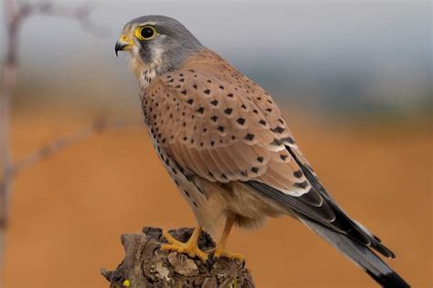 Kestrels: The Complete Guide to Kestrels in Ireland