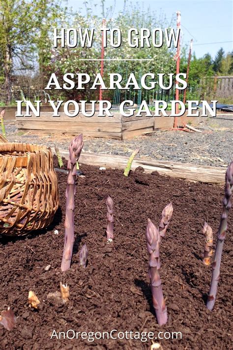 How to Grow Asparagus with Tips & Frequently Asked Questions - An Oregon Cottage