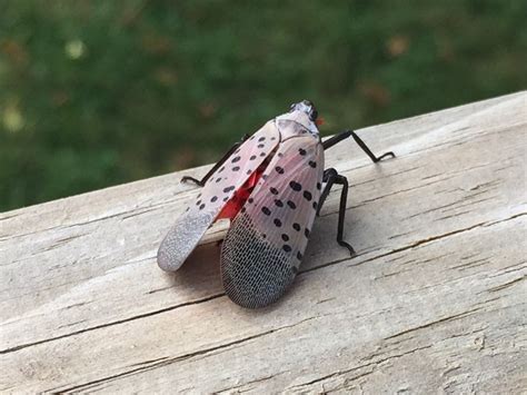 Spotted Lanternfly Control in Lancaster, Lebanon and Berks PA