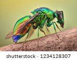 Closeup Wasp Macro image - Free stock photo - Public Domain photo - CC0 Images