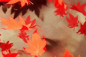 Autumn Leaves GIFs - Find & Share on GIPHY