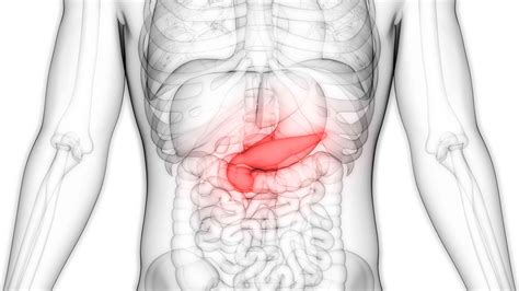 Pancreas: Anatomy, Function, and Treatment