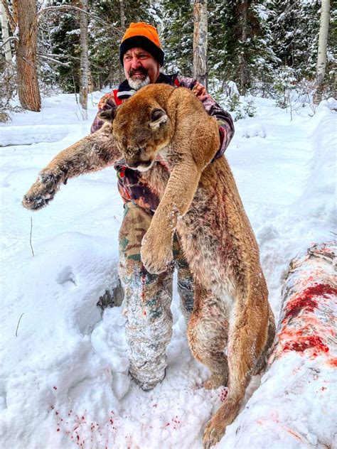 Wyoming Mountain Lion Hunting | Best of the West Outfitters