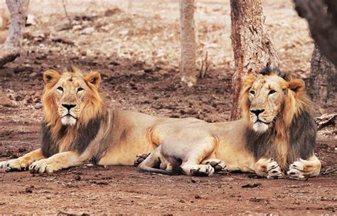 Government cuts down lion safaris at Gir forest - India Today