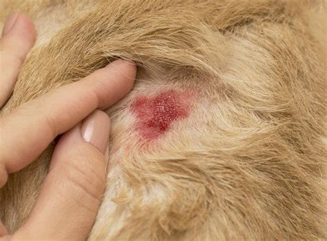 Pyoderma in Dogs; What Is It, Causes, Symptoms, Treatment & Medication