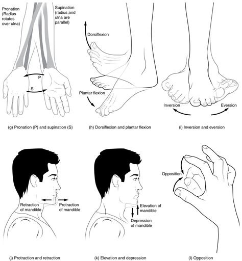 Types of Body Movements – Anatomical Basis of Injury