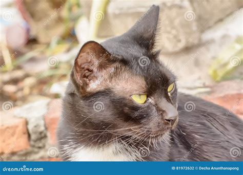 Cat Eye Boogers White - Cat Meme Stock Pictures and Photos