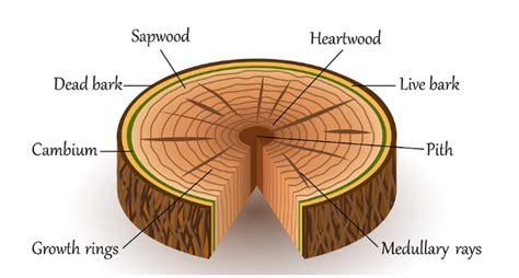 What Is the Difference Between Heartwood and Sapwood Explain