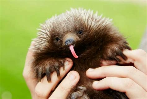 Super Cute Baby Echidna! | Unusual animals, Australian native animals ...