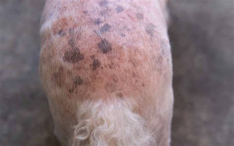 Are Liver Spots On Dogs Bad